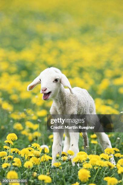 merino lamb (ovis aries) bleating in field - lammetje stockfoto's en -beelden