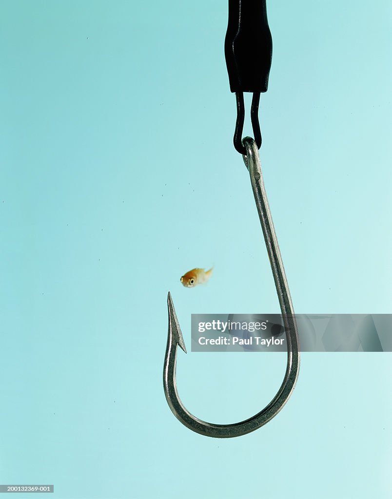 Small goldfish and large fish hook