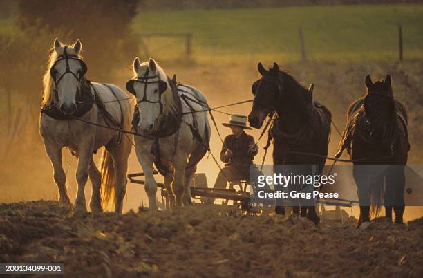 amish boy (12-14) plowing with team of horses, spring - amish people stockfoto's en -beelden