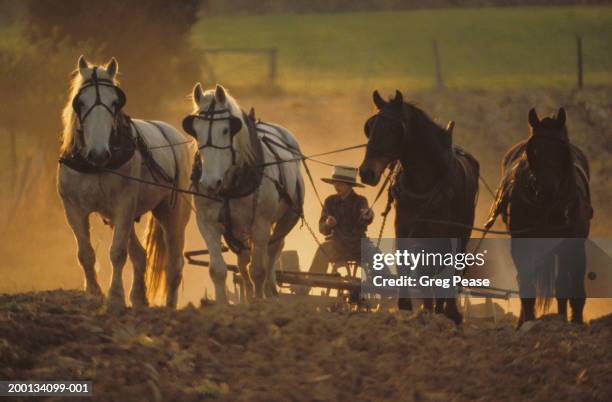 amish boy (12-14) plowing with team of horses, spring - amish stock pictures, royalty-free photos & images