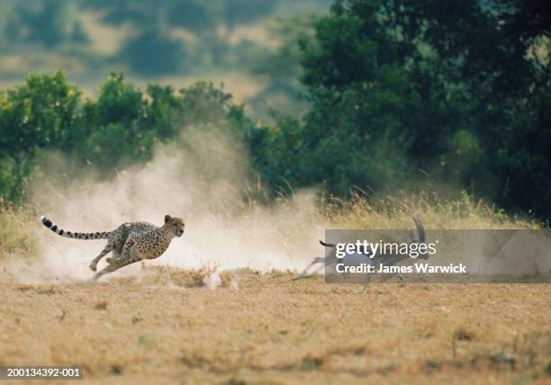 cheetah chasing thomson's gazelle (blurred motion) - cheetah running stock pictures, royalty-free photos & images