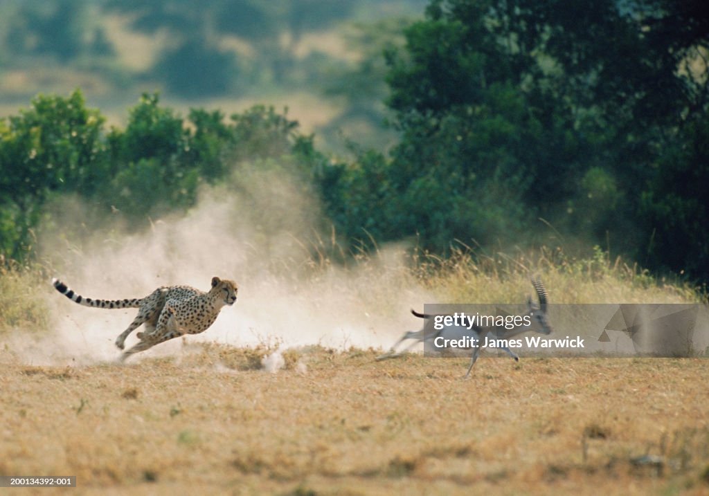 Cheetah chasing Thomson's gazelle (blurred motion)