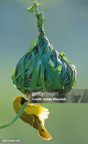 vitelline masked weaver building nest, close-up - uccello tessitore foto e immagini stock