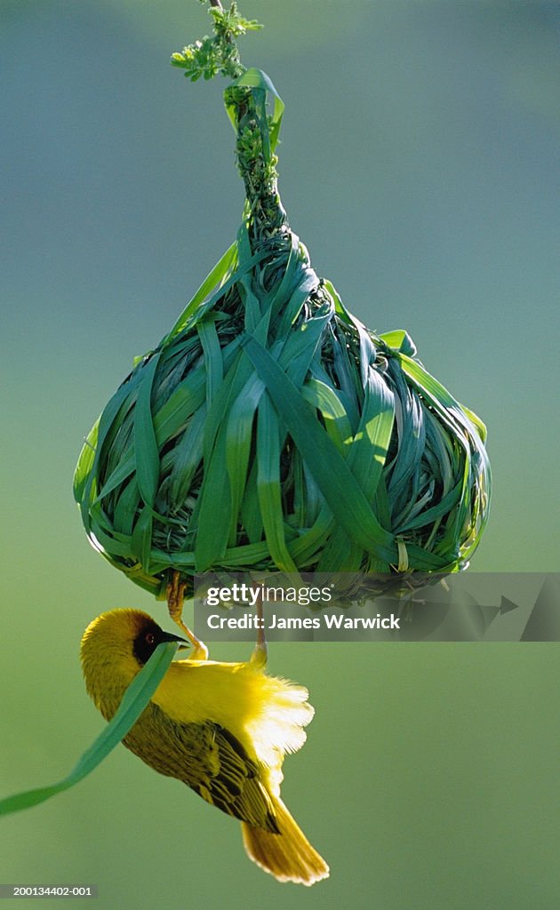 Vitelline masked weaver building nest, close-up