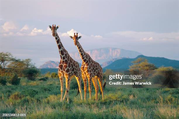 kenya, reticulated giraffes in buffalo springs national reserve - animales salvajes fotografías e imágenes de stock