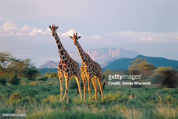 kenya, reticulated giraffes in buffalo springs national reserve - 在野外的野生動物 個照片及圖片檔
