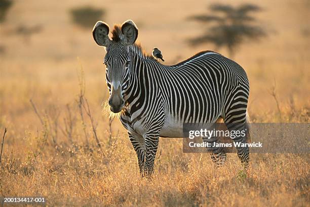 grevy's zebra with wattled starling resting on back - zebra stock-fotos und bilder