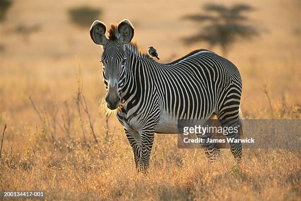 grevy's zebra with wattled starling resting on back - laikipia ストックフォトと画像