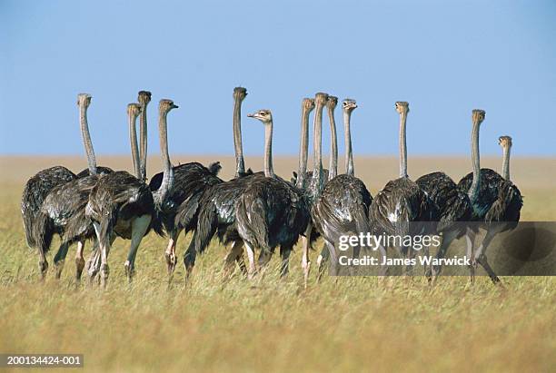 flock of ostriches (struthio camelus) - ostrich ストックフォトと画像