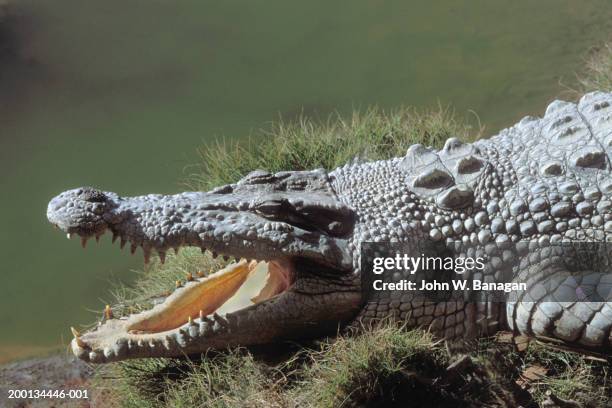 australian saltwater crocodile basking on bank, jaws open - river boca fotografías e imágenes de stock