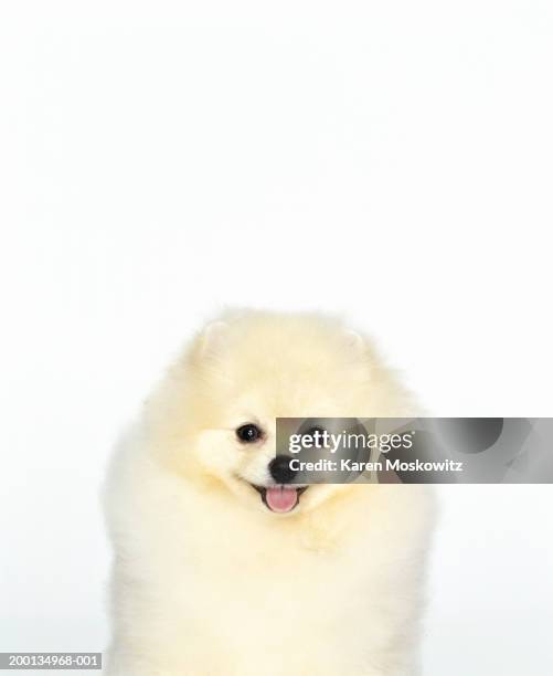 pomeranian dog, close-up - spitz type dog stock pictures, royalty-free photos & images