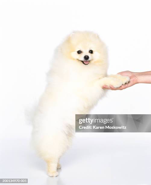 pomeranian dog resting front paws on woman's hand - white pomeranian stock pictures, royalty-free photos & images