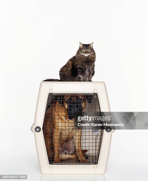 cat on top of dog cage containing bull mastiff - cat on top of dog stock pictures, royalty-free photos & images