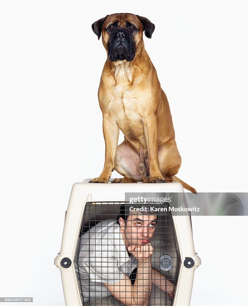 Bull mastiff on top of dog cage containing young man