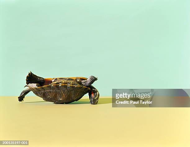 western painted turtle (chrysemys picta bellii) lying on back - emotional stress stock-fotos und bilder