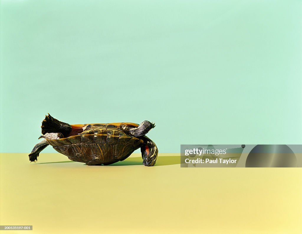 Western Painted Turtle (Chrysemys picta bellii) lying on back