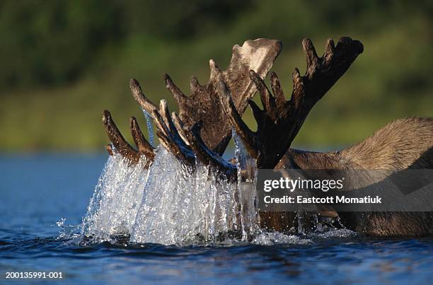 Moose bull (Alces alces) feeding on underwater vegetation