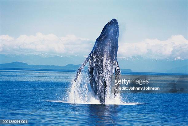 humpback whale  (megaptera novaeangliae) breaching - appearance photos et images de collection