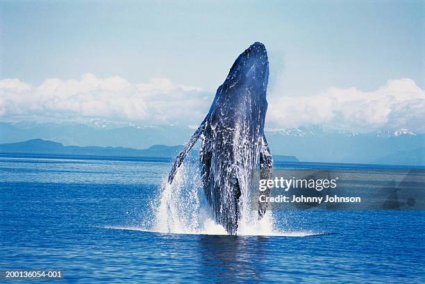 humpback whale  (megaptera novaeangliae) breaching - ブリーチング ストックフォトと画像