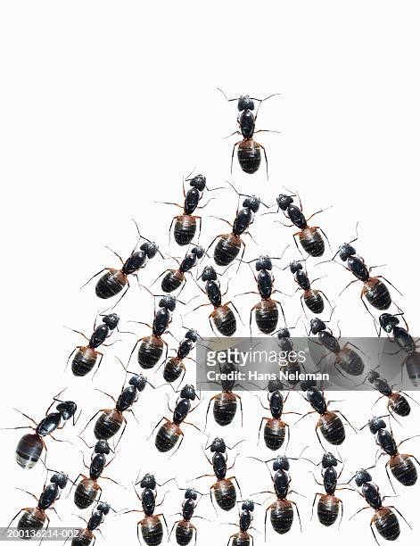 group of ants, white background, overhead view - ants marching stock pictures, royalty-free photos & images
