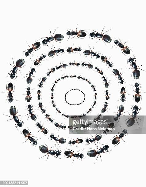 ants in concentric circles, overhead view - ants marching stock pictures, royalty-free photos & images