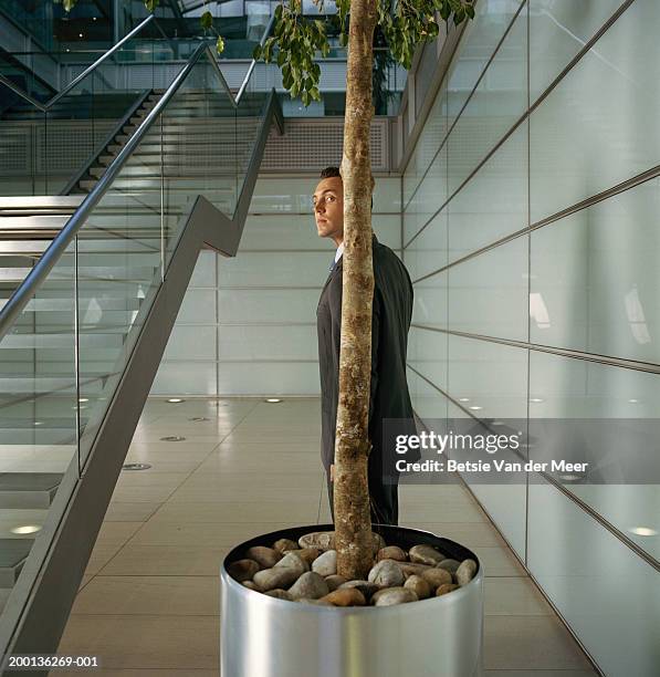 businessman standing behind potted tree, indoors - se cacher photos et images de collection