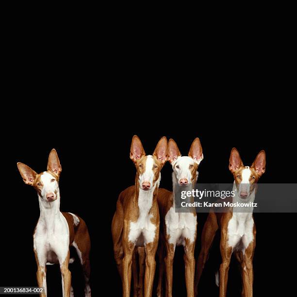 ibizan hounds - vier dieren stockfoto's en -beelden