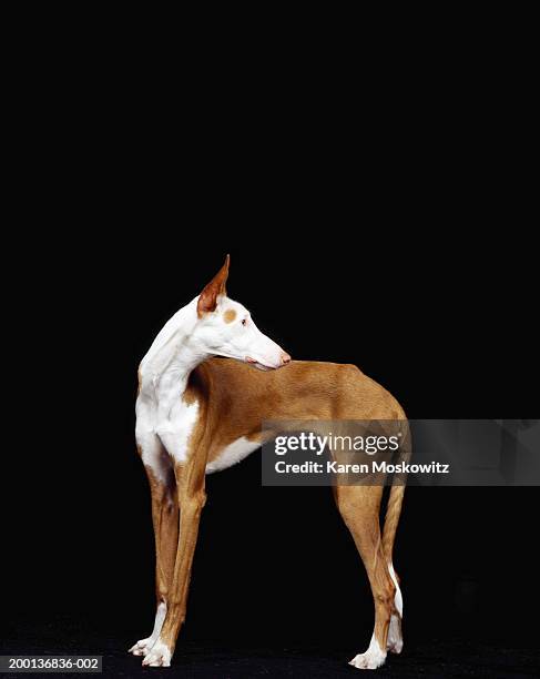 ibizan hound, side view - ibizan hound stock pictures, royalty-free photos & images