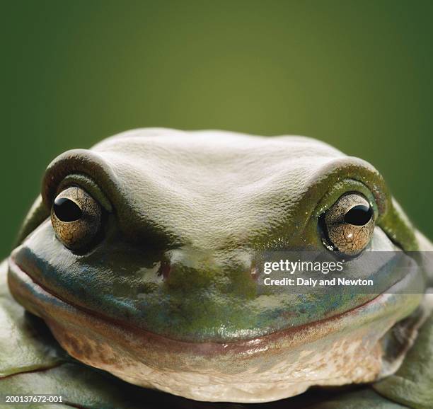 australian treefrog (litoria caerulea), close-up - frog bildbanksfoton och bilder