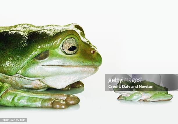 large australian treefrog facing smaller australian treefrog, close-up - big small stock-fotos und bilder