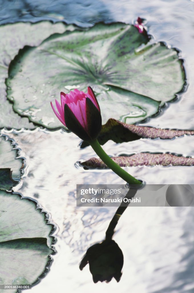 Rubra water lily (Nymphaea sp.) growing from pond, elevated view