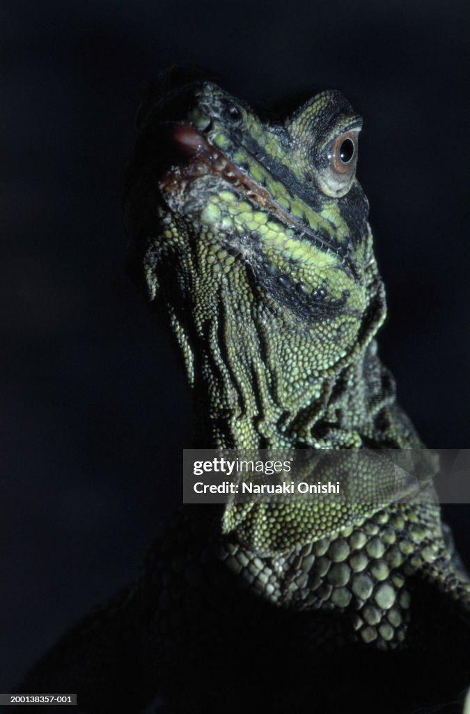 Green iguana (Iguana iguana), close-up
