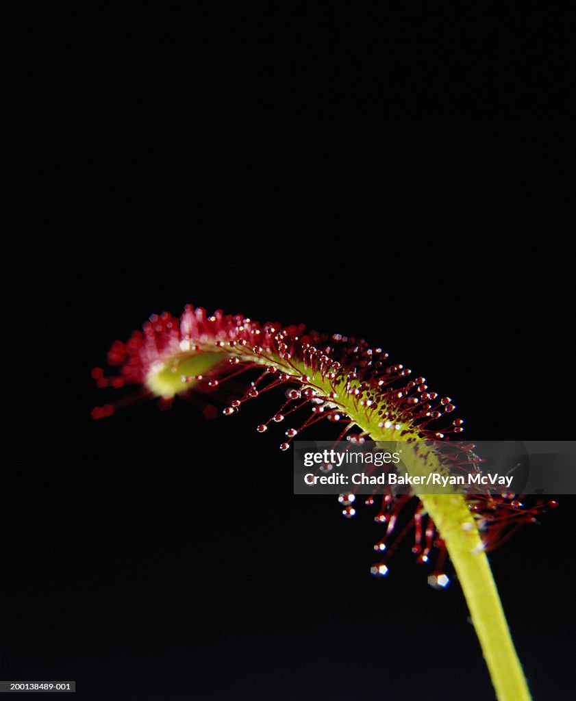 Cape sundew (Drosera capensis) leaf, close-up