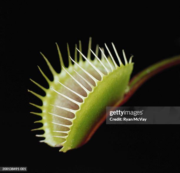 venus flytrap (dionaea muscipula) leaf, close-up - venus flytrap stock pictures, royalty-free photos & images