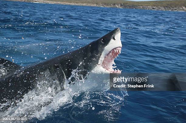 great white shark (charcarodon carcharias) emerging from water - white shark surfacing stock pictures, royalty-free photos & images
