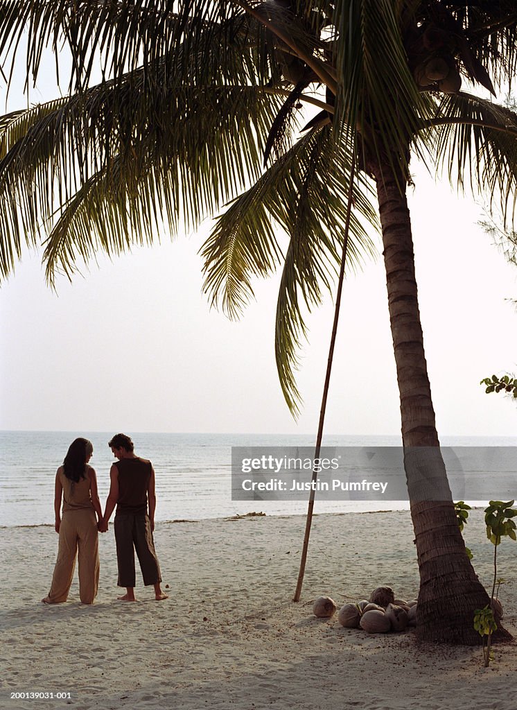 Young couple holding hands under palm tree on beach, rear view