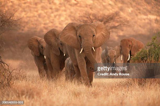 herd of african elephants (loxodonta africana) - samburu photos et images de collection
