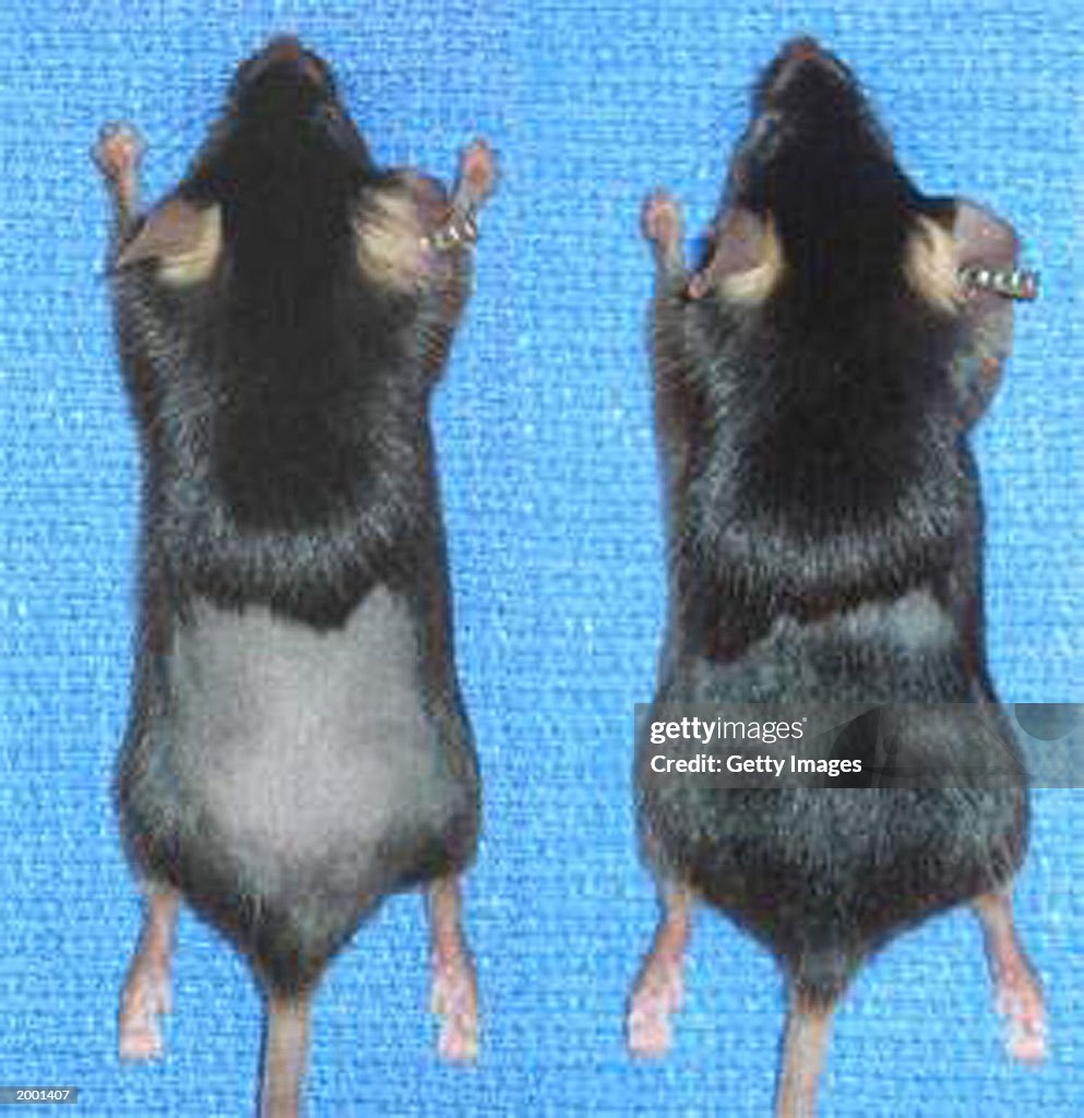 Protein Discovery Leads To New Hair Growth In Mice