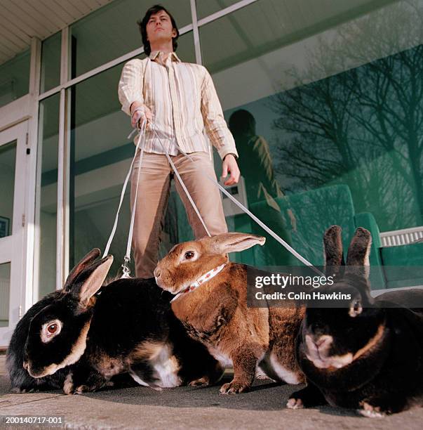 man with rabbits on leashes (focus on rabbits) - man made object stock pictures, royalty-free photos & images