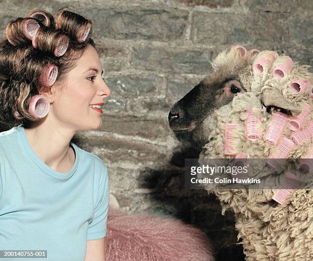 woman and sheep wearing rollers on heads, side view - sheep funny stock pictures, royalty-free photos & images