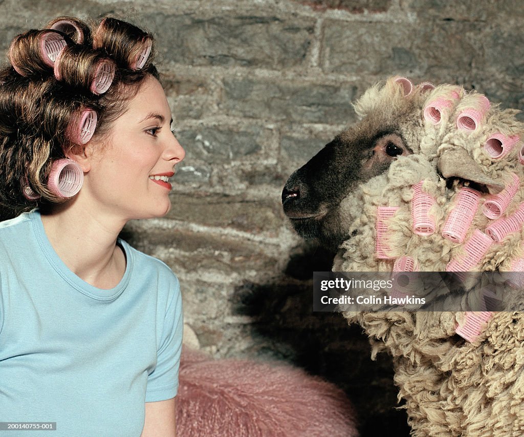 Woman and sheep wearing rollers on heads, side view