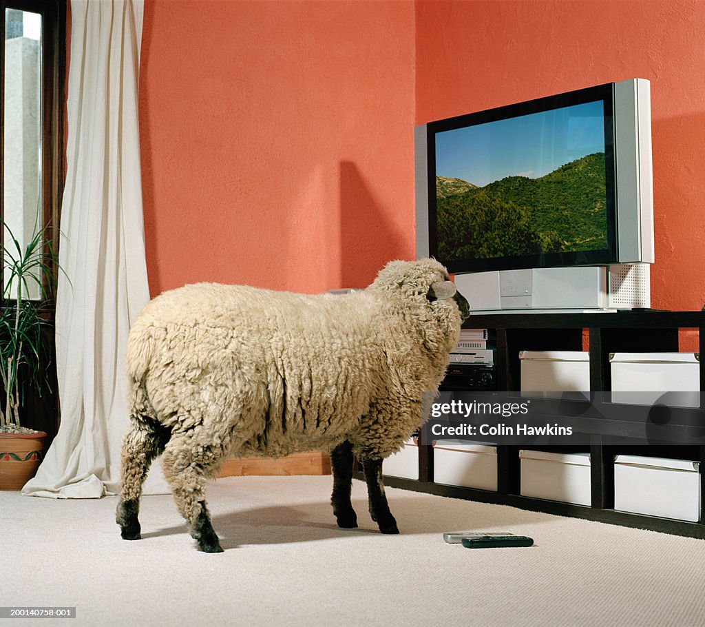 Sheep facing television screen, indoors