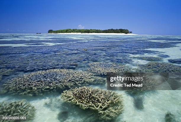 Fringing Reeff 227 Fringing Reef Stock Photos, High-Res Pictures, and Images - Getty ...