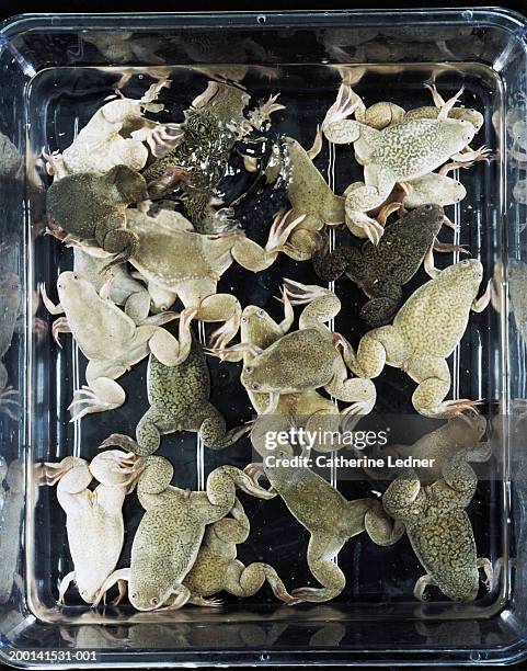container of african clawed frogs (xenopus laevis sp.) - african clawed frog stock pictures, royalty-free photos & images