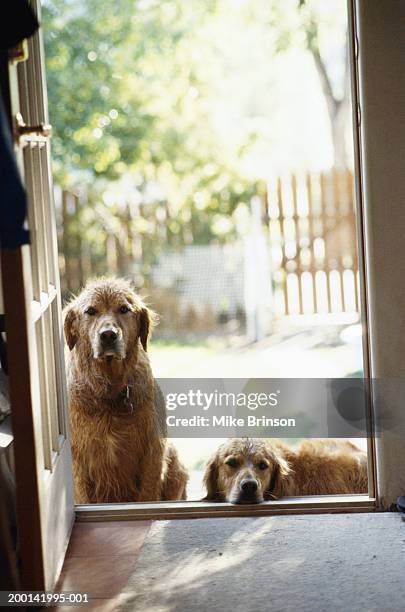 golden retrievers waiting at back door of house - back door stock pictures, royalty-free photos & images