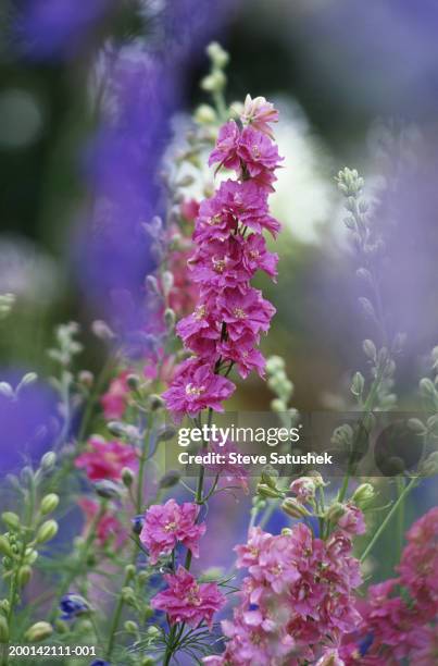 larkspur (delphinium consolida), summer - delphinium stock pictures, royalty-free photos & images