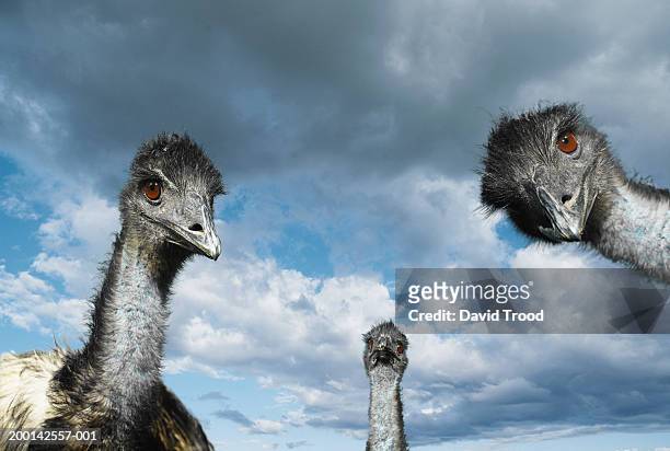 three emus (dromaius novaehollandiae), low angle view - emú fotografías e imágenes de stock