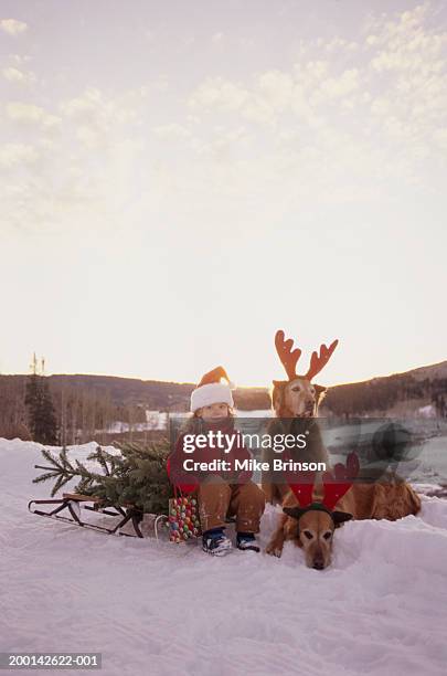 girl (1-3) on sled with golden retrievers - funny christmas dog stock pictures, royalty-free photos & images