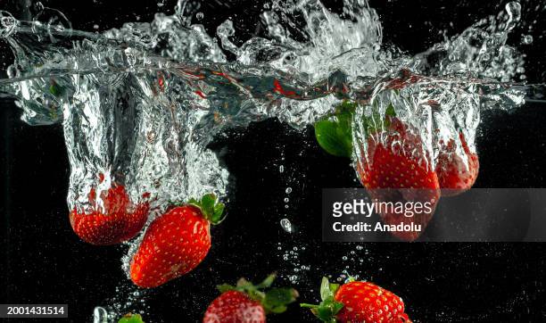 Strawberries are seen after splashing in water in Ankara, Turkiye on February 07, 2024.