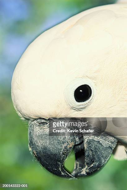 sulfur crested cockatoo (cacatua galerita), close-up - schnabel stock-fotos und bilder